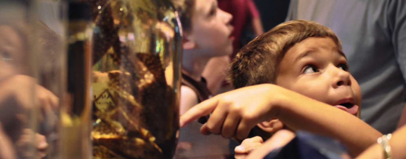 Education at the Academy of Natural Sciences